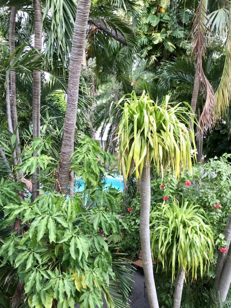 Hemingway Home swimming pool, Key West, Florida