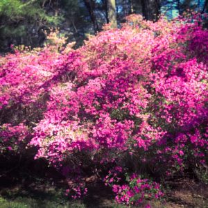 Dogwoods in bloom in the Biltmore Estate Forest in Asheville, NC