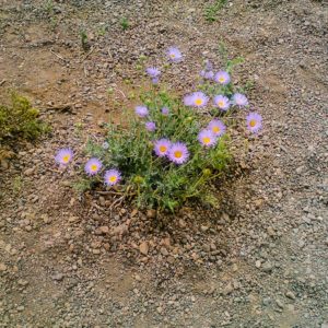 Death Valley Flowers