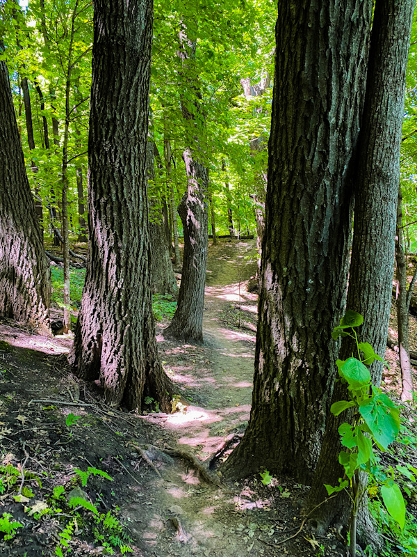 Tree trunks in forest