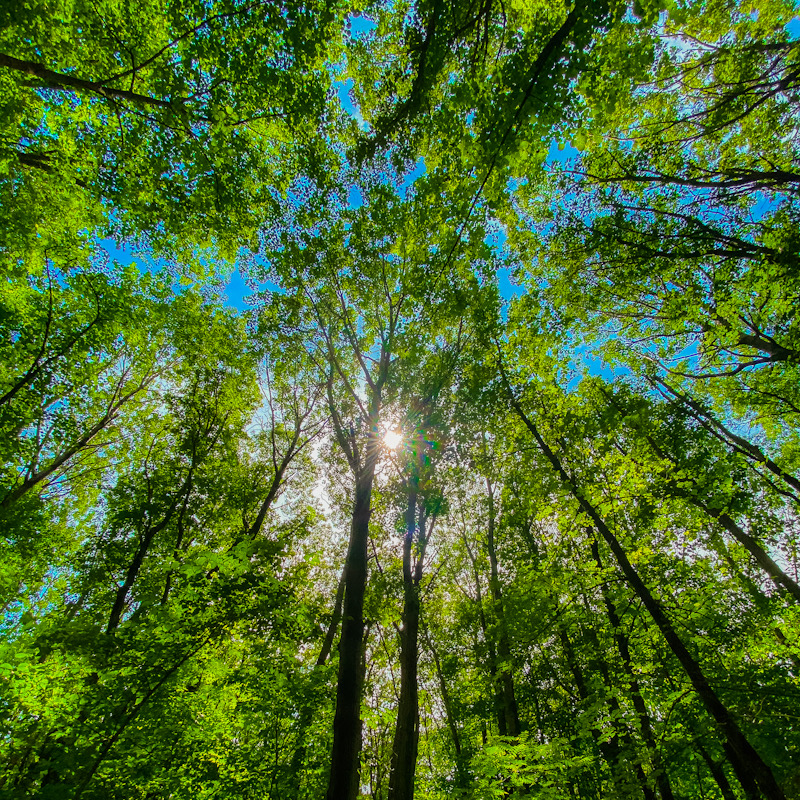 Looking up through tall trees at blue sky