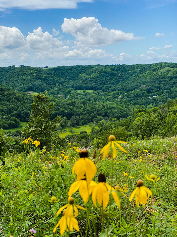 Yellow wildflowers in a valley