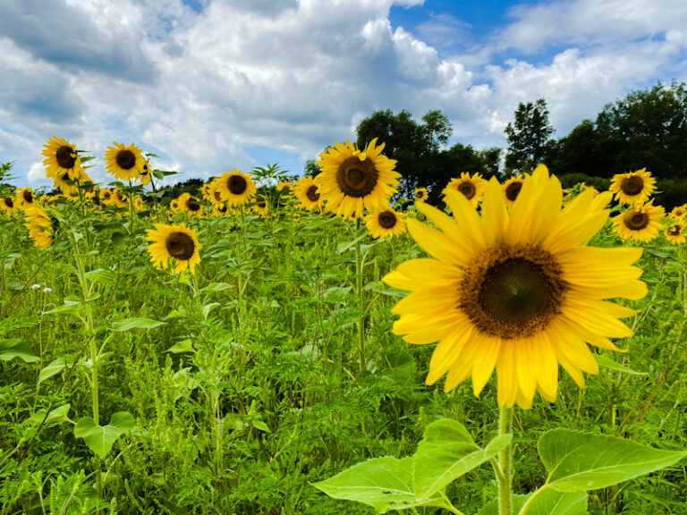 List of the best sunflower fields in Minnesota this summer