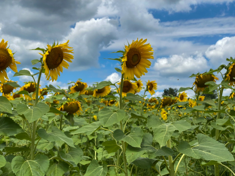 sunflowers and blue sky and clouds