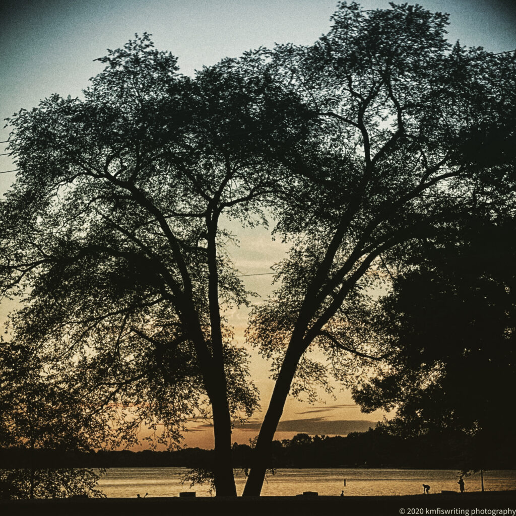 Tree and sunset overlooking lake