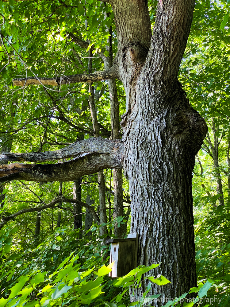 Unique tree near Glendalough State Park in Minnesota