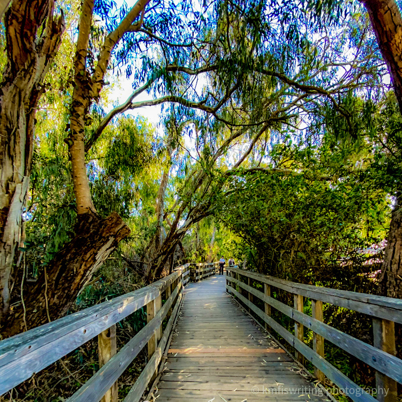 Monarch Butterfly Sanctuary boardwalk trail in Santa Cruz California