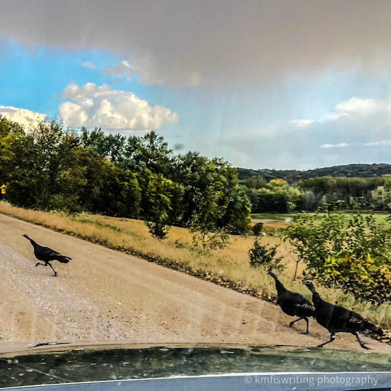 Wild turkeys crossing the road near Fort Ridgley State Park in Fairfax best state park for history in Minnesota