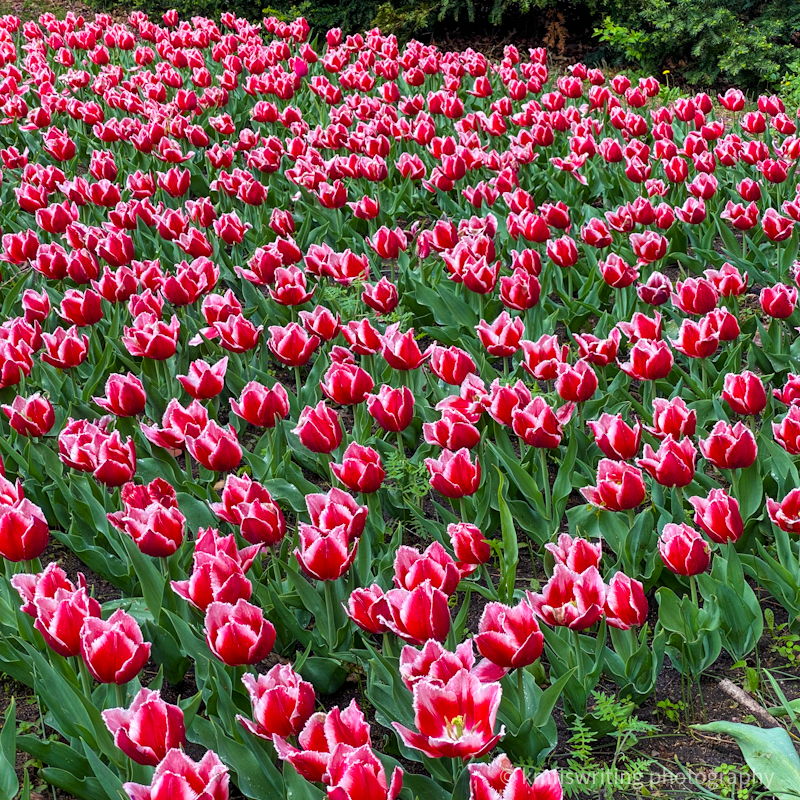 Pella Iowa Tulip Time flower festival gardens