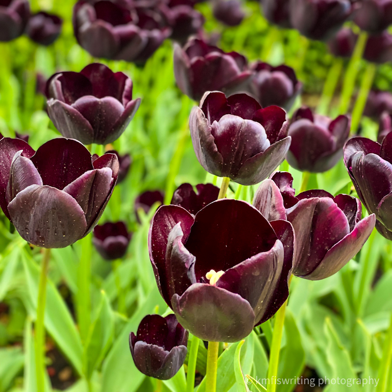 Pella Iowa Tulip Time flower festival gardens