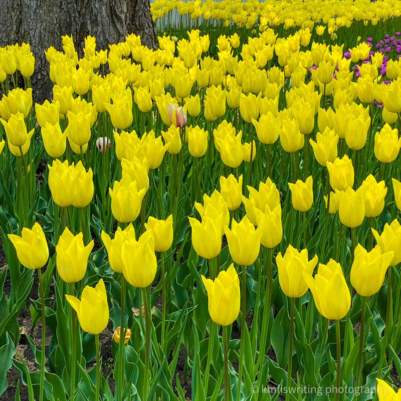 Pella Iowa Tulip Time flower festival gardens