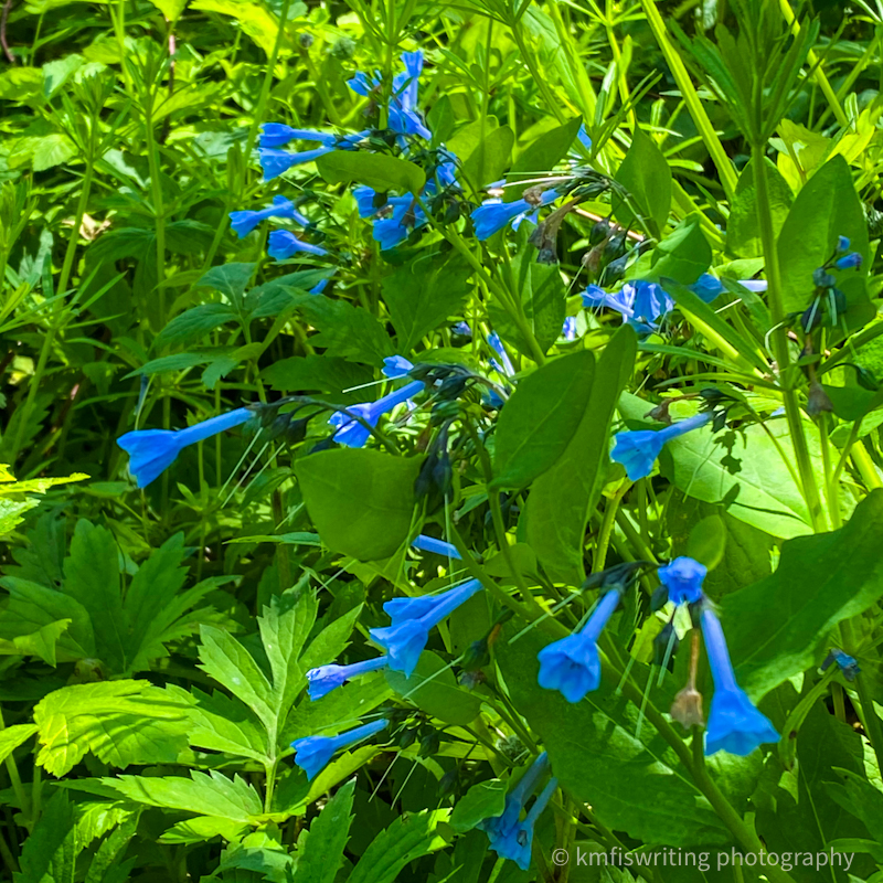 Bluebells at Carley State Park in Minnesota